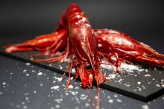 Carabinero Grande (8-10...