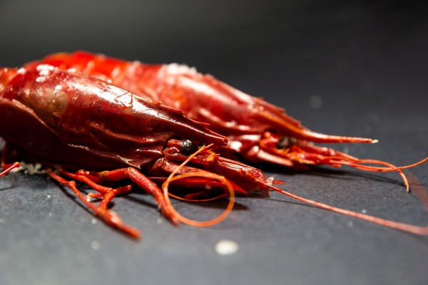 Scarlet Shrimp Medium (18-24 pieces Kg.)
