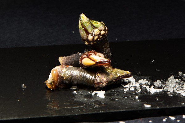 Barnacles small (500gr.)