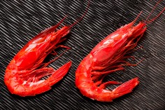 Carabinero Pequeño (18-24...